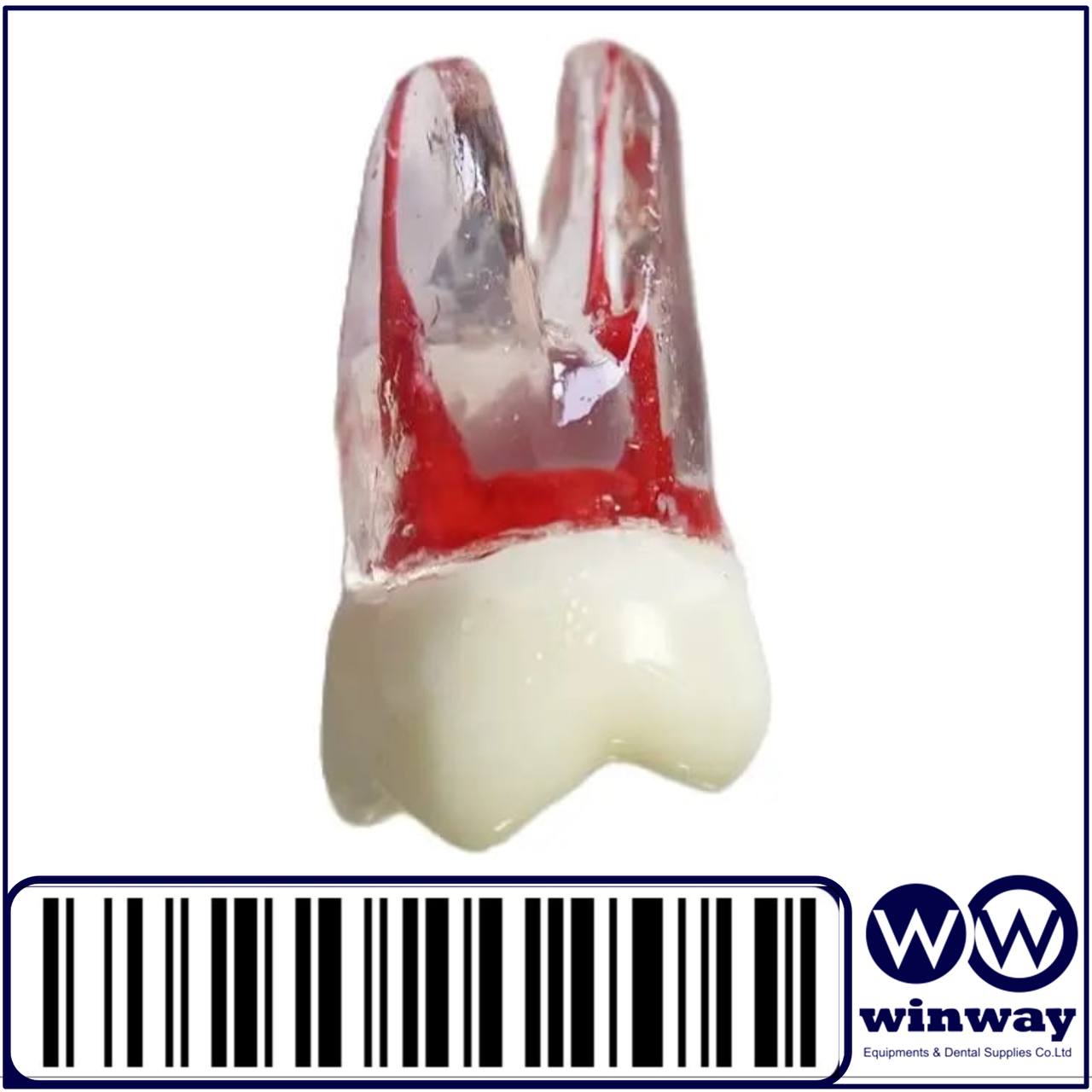 WinWay Endo Teeth winway-endo-teeth