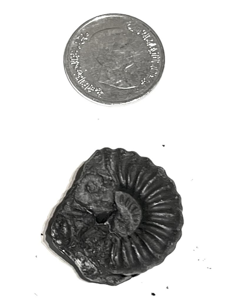 House of Fossils and Gems » Neodeshayesites Ammonite