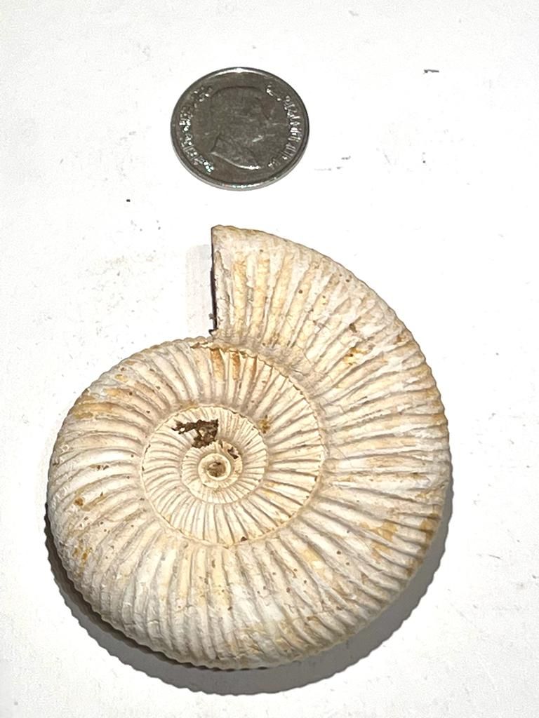 House of Fossils and Gems » Perisphinctes Ammonite