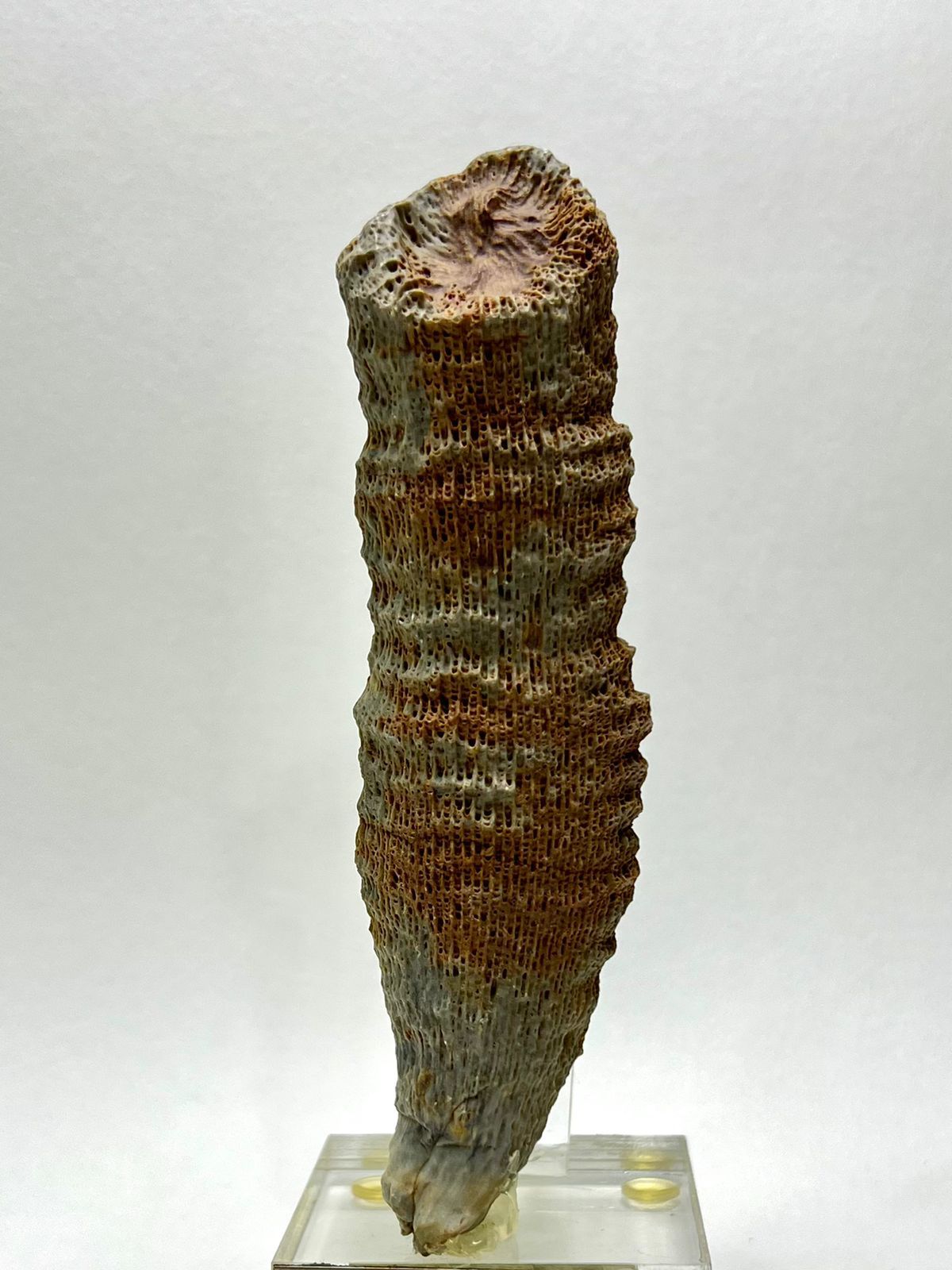 House of Fossils and Gems » Heliophyllum Horn Coral