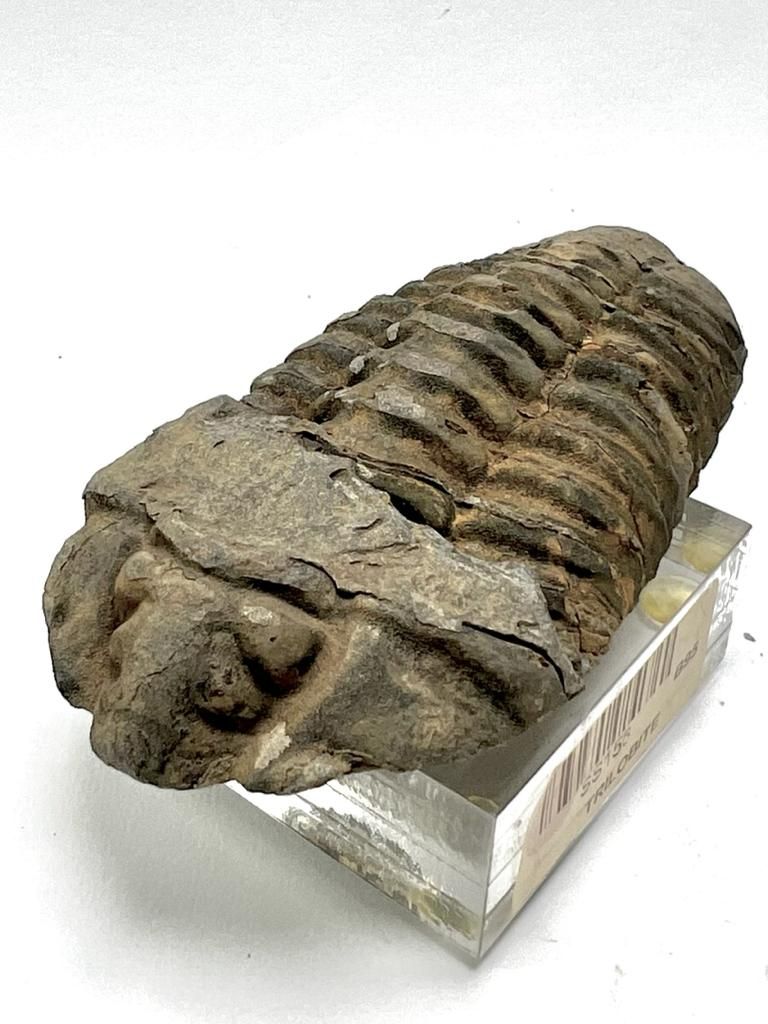 House of Fossils and Gems » Calymene