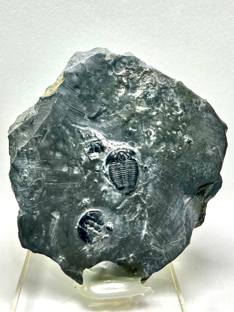 House of Fossils and Gems » Elrathia kingii