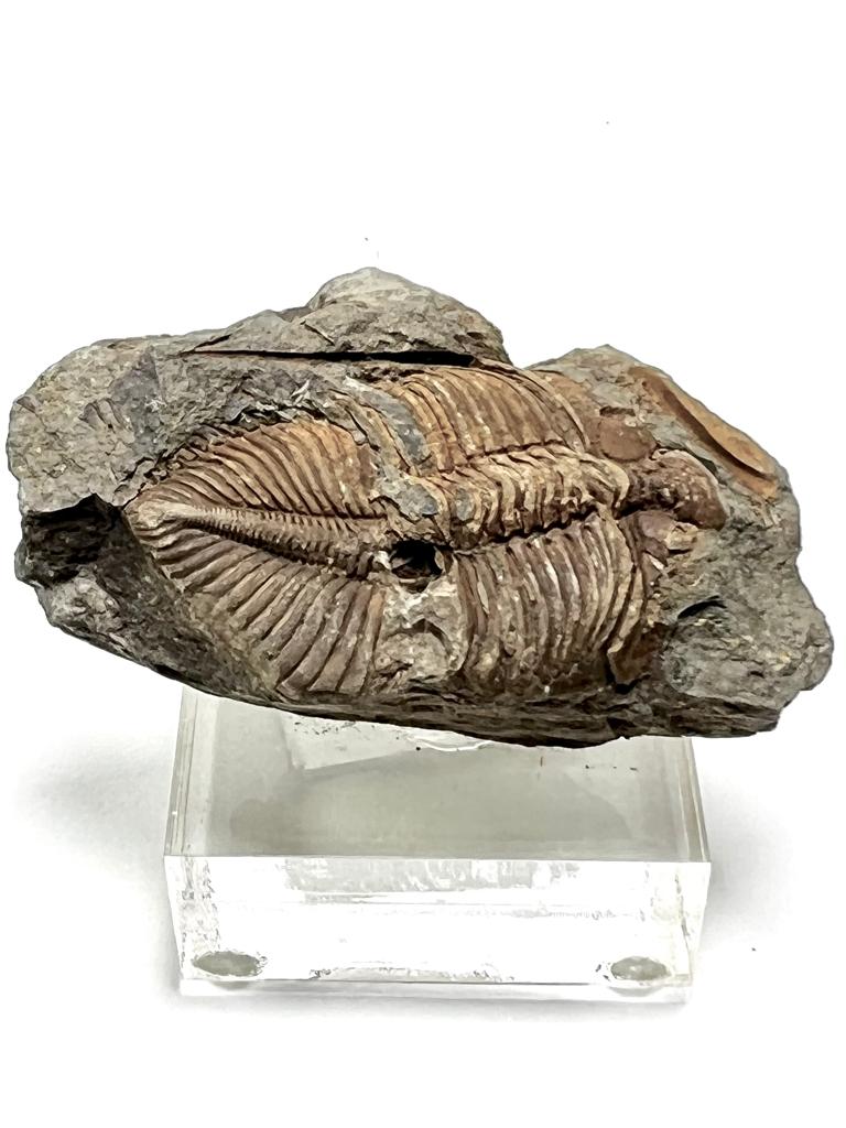 House of Fossils and Gems » Proetida