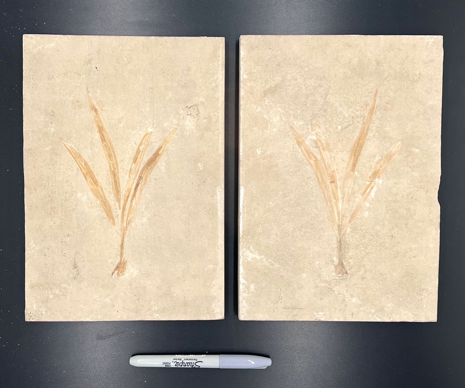 House of Fossils and Gems » Spindopsis Pair