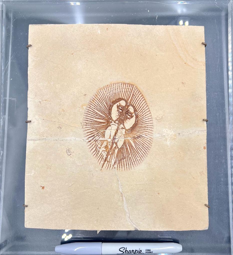 House of Fossils and Gems » Cyclobatis Egerton